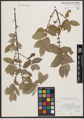 Foto von Salix syrticola Fernald